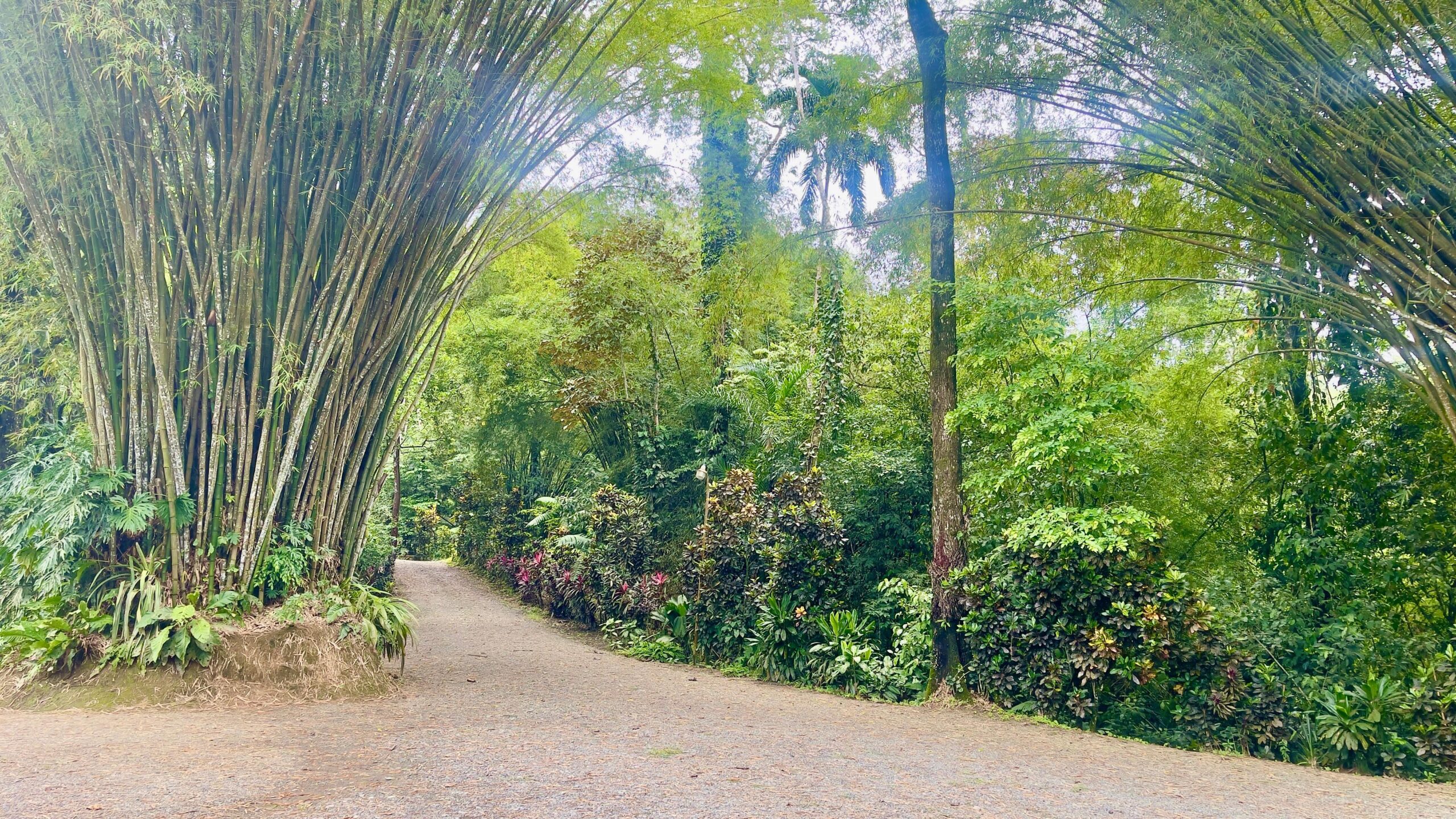 Regenwald-Abenteuer bei Puerto Limón