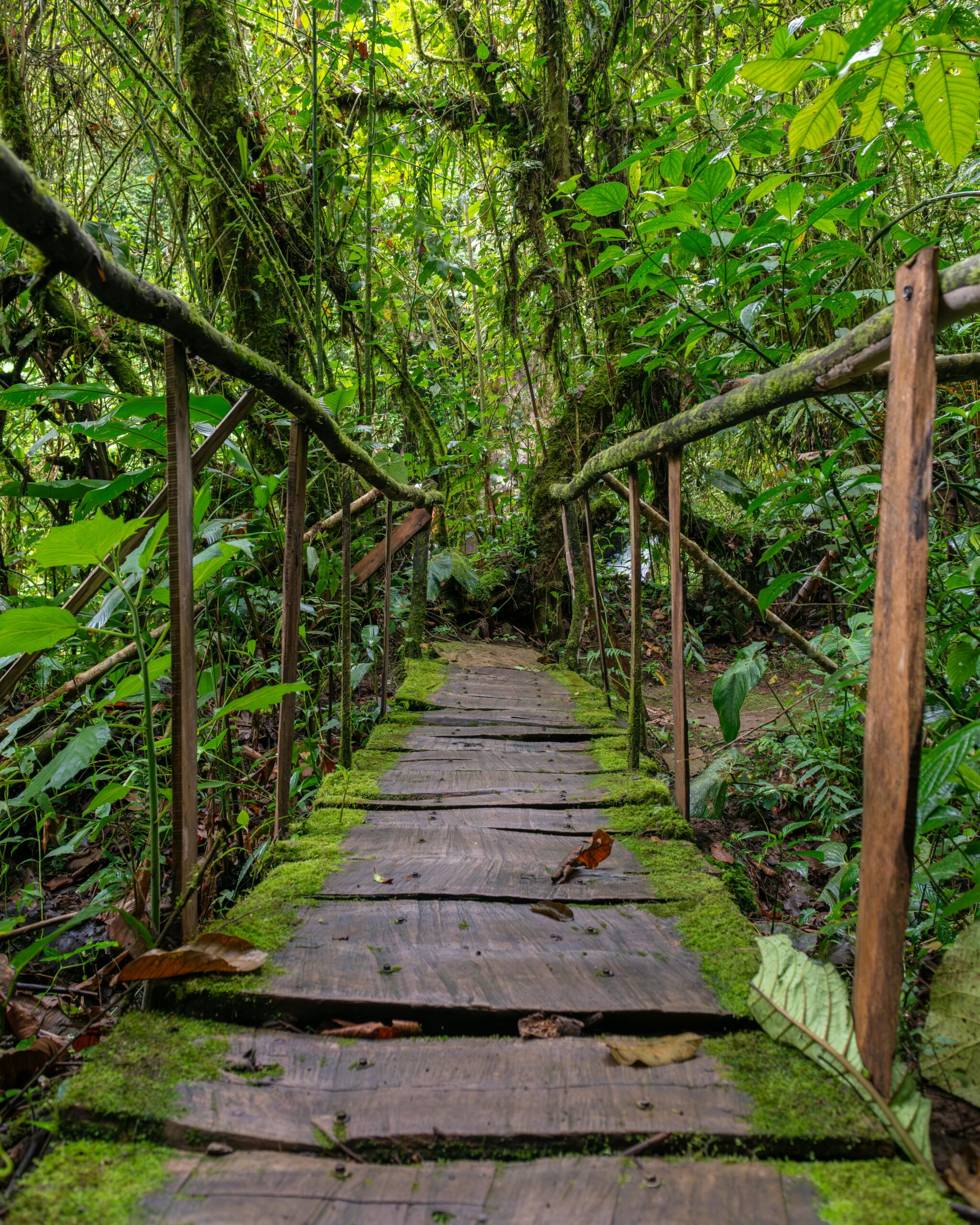 Dschungelabenteuer Puerto Limón