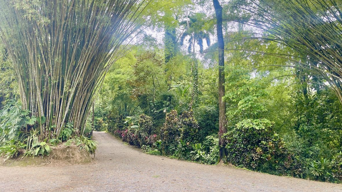 Dschungelabenteuer bei Puerto Limón – Impression 5