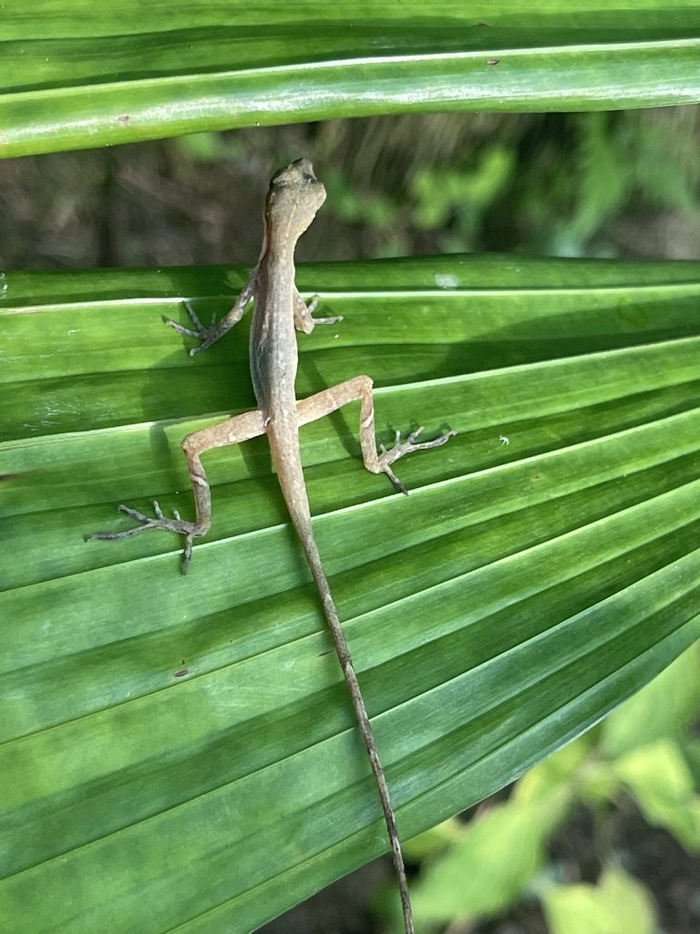 Karibik Expedition – Eindruck 22 aus Puerto Limón und Cahuita