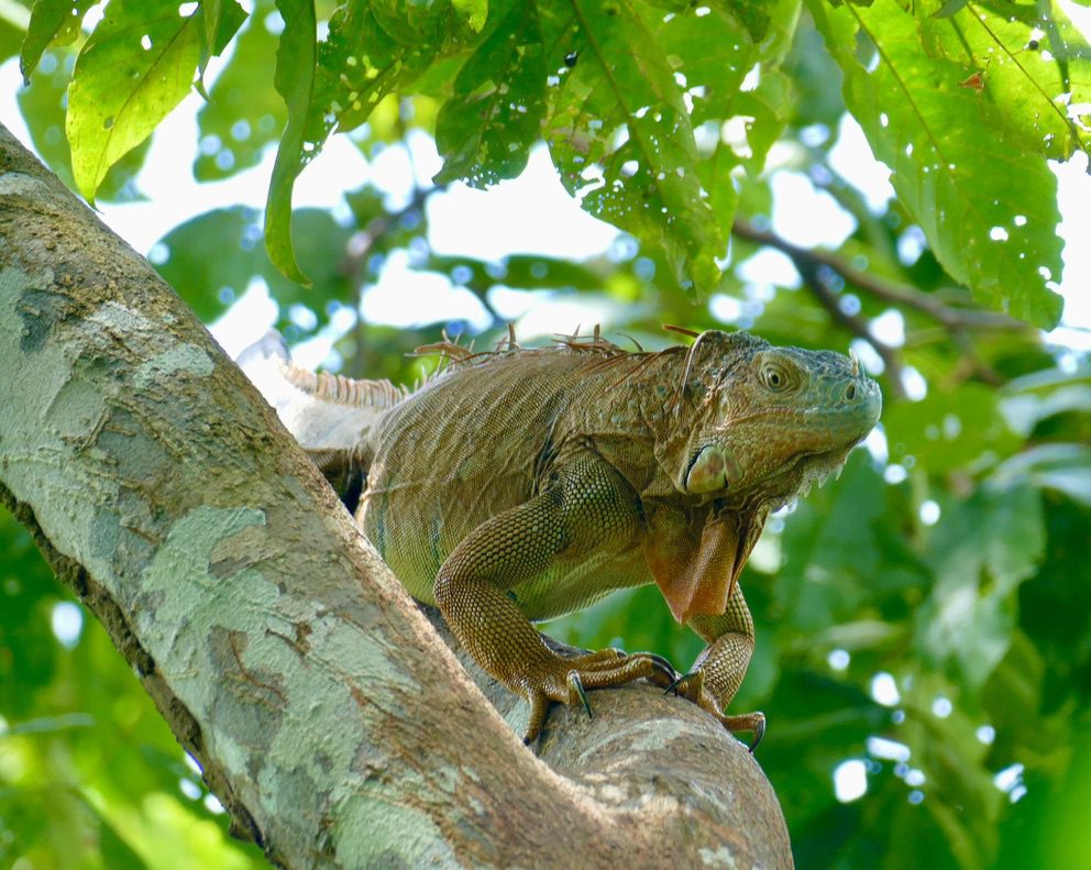 Dschungelabenteuer bei Puerto Limón – Impression 7