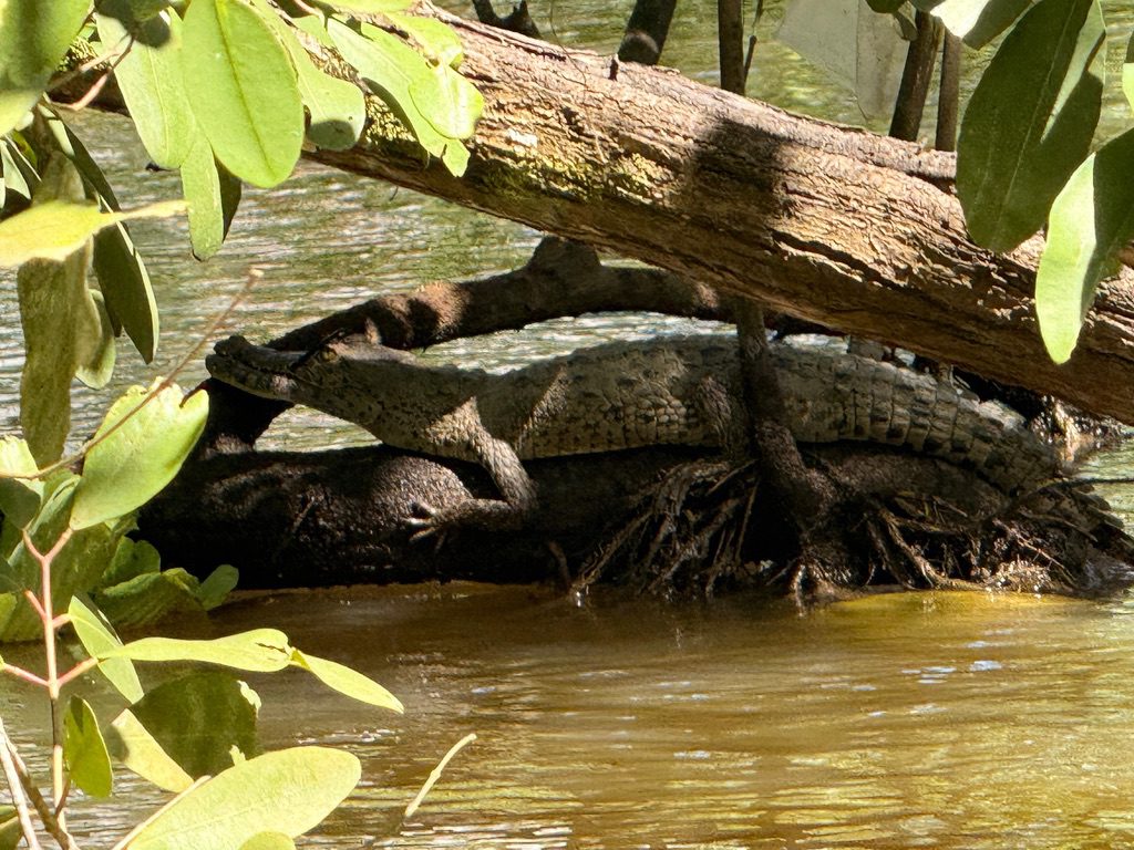 Karibik Expedition – Eindruck 23 aus Puerto Limón und Cahuita