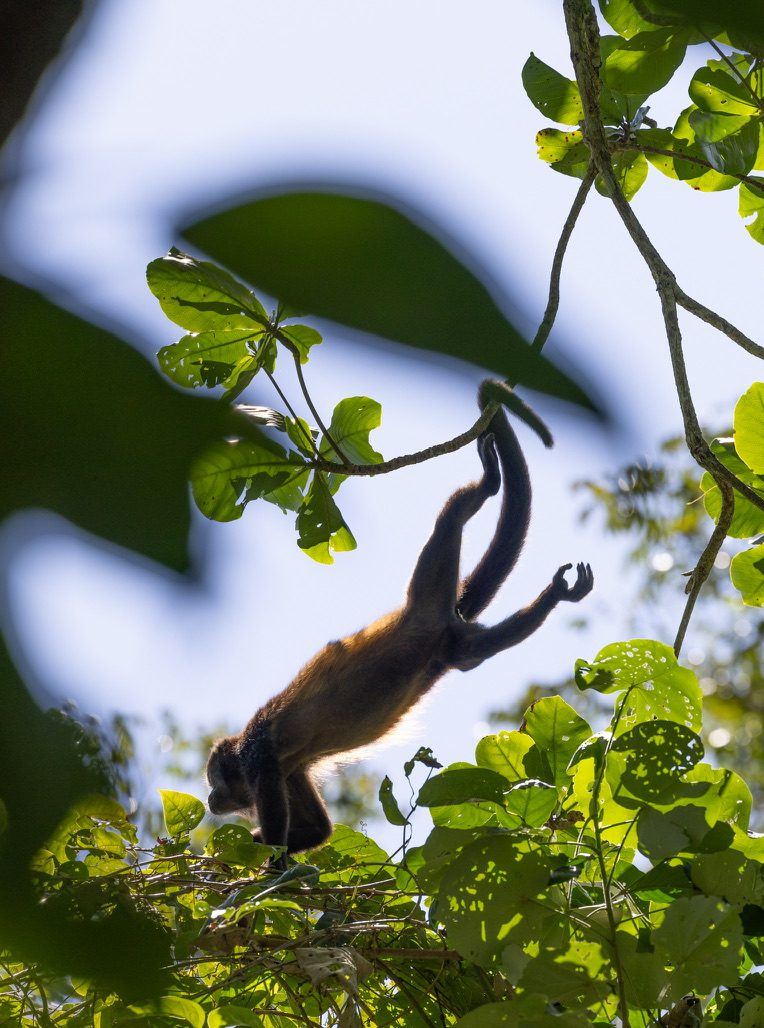 Karibik Expedition – Eindruck 10 aus Puerto Limón und Cahuita