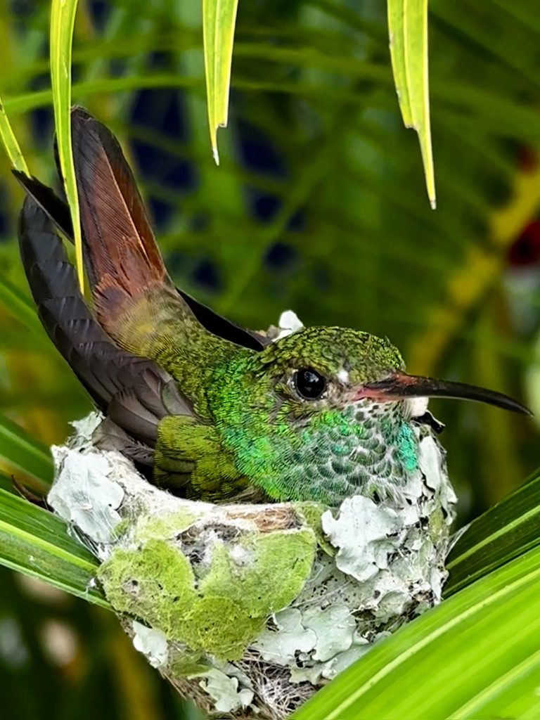 Dschungelabenteuer bei Puerto Limón – Impression 17