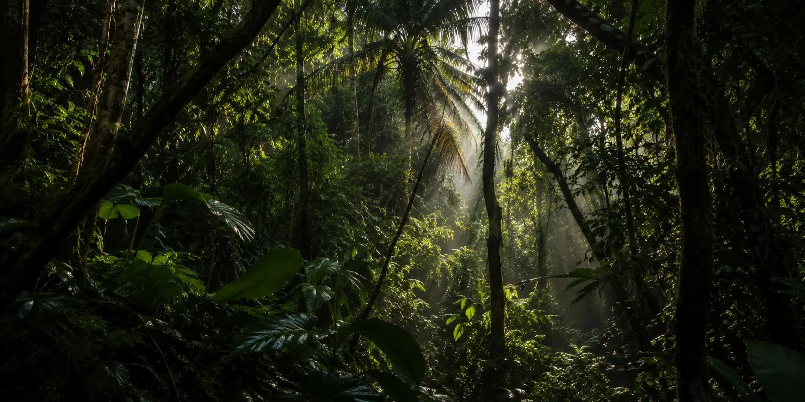 Tropische Natur und Tourerlebnisse bei Puerto Limón