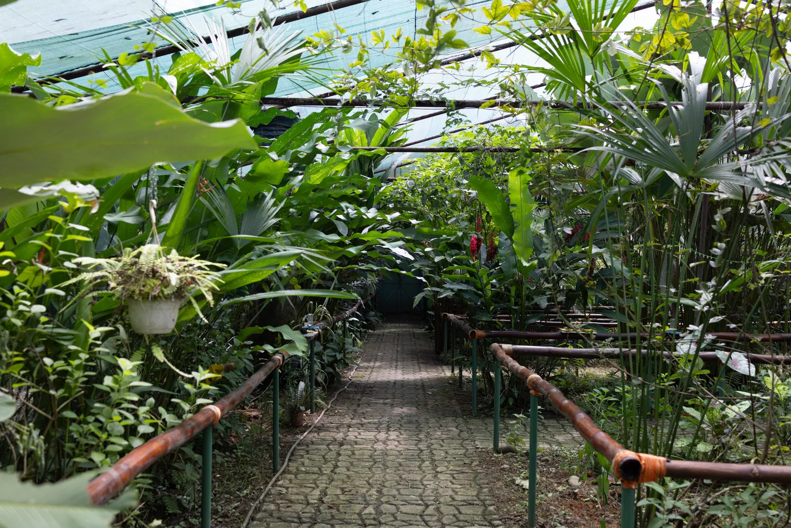 Dschungelabenteuer bei Puerto Limón – Impression 20