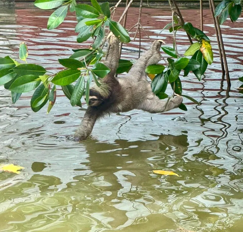 Dschungelabenteuer bei Puerto Limón – Impression 16
