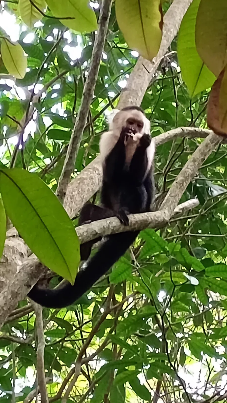 Natur Pur bei Puerto Limón – Impression 6