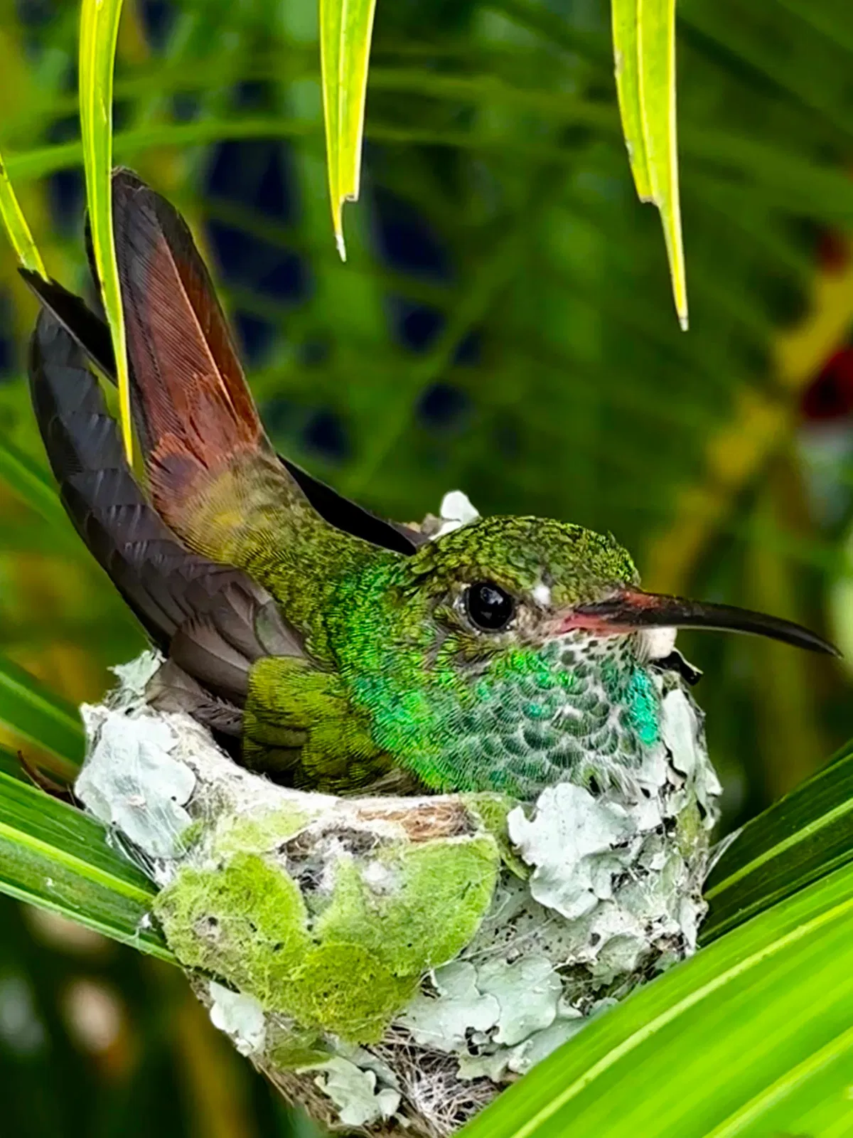 Natur Pur bei Puerto Limón – Impression 11