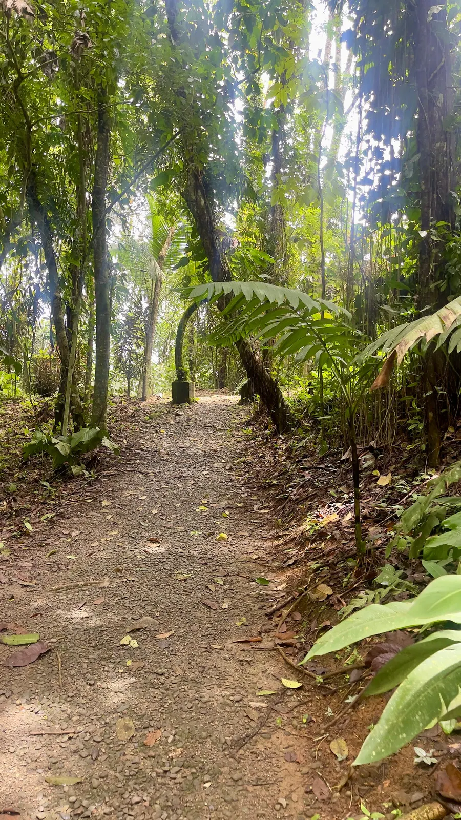 Dschungelabenteuer bei Puerto Limón – Impression 3