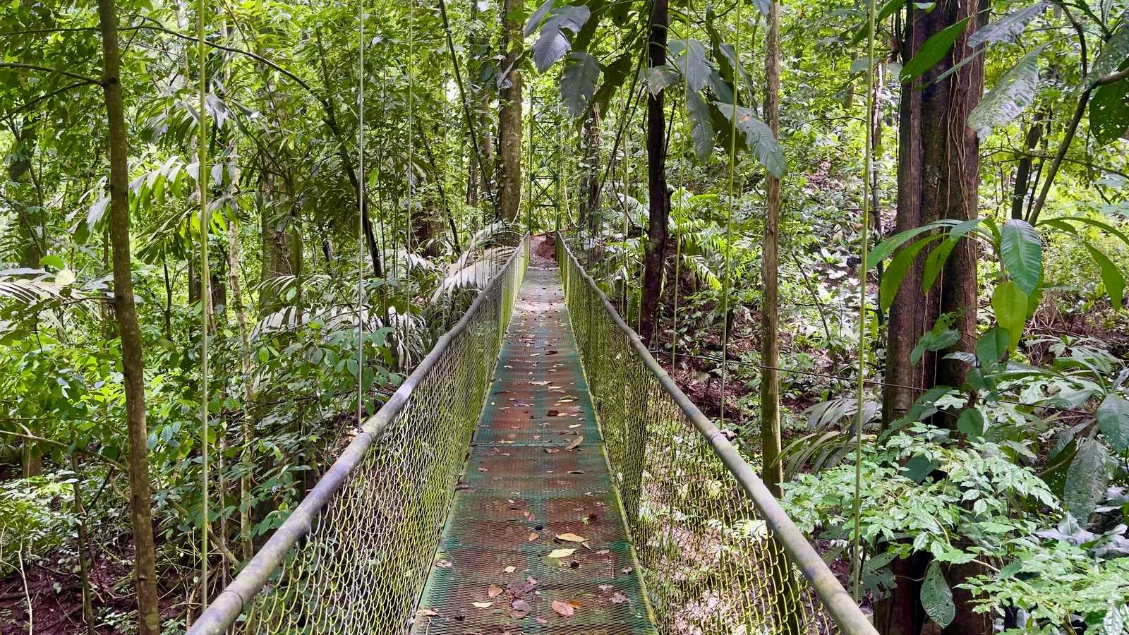 Dschungelabenteuer mit Hängebrücken oder Ziplining bei Puerto Limón