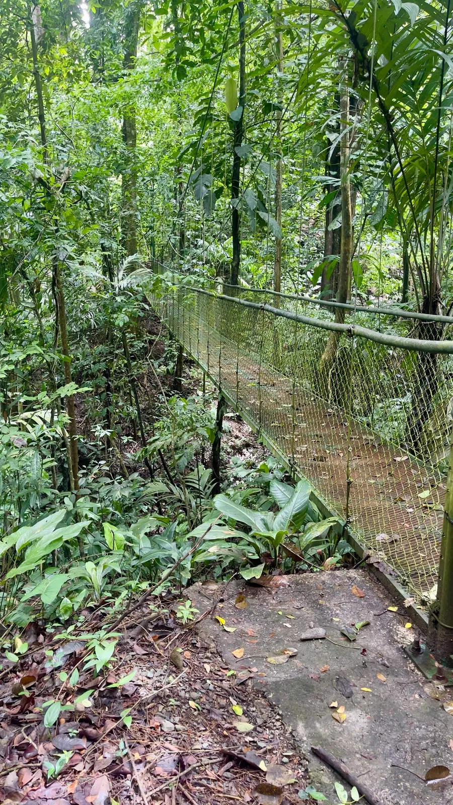 Dschungelabenteuer bei Puerto Limón – Impression 6