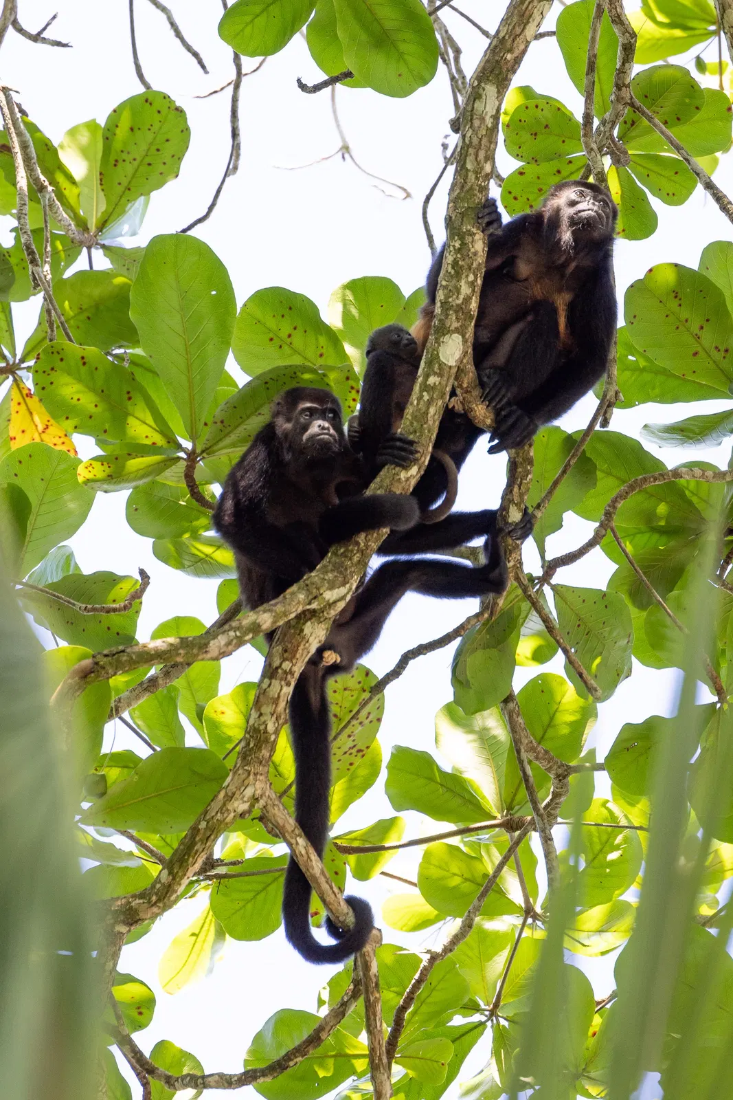Dschungelabenteuer bei Puerto Limón – Impression 10