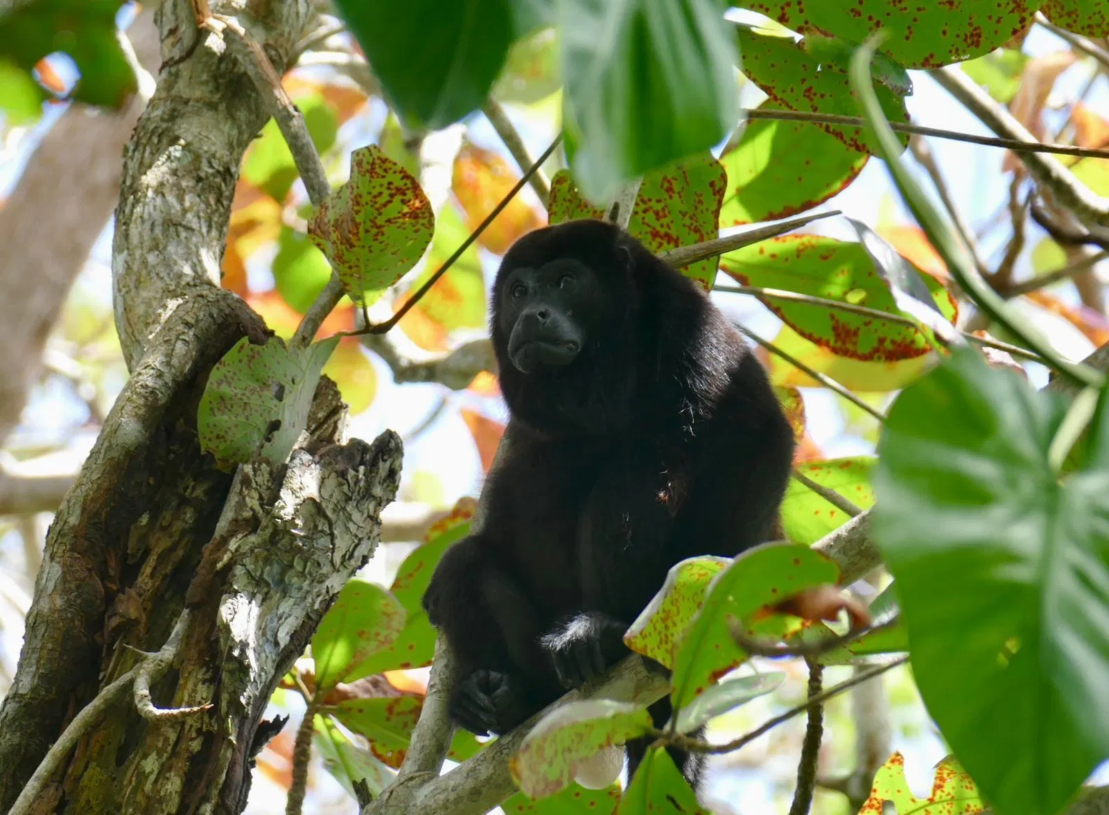 Karibik Expedition – Eindruck 7 aus Puerto Limón und Cahuita