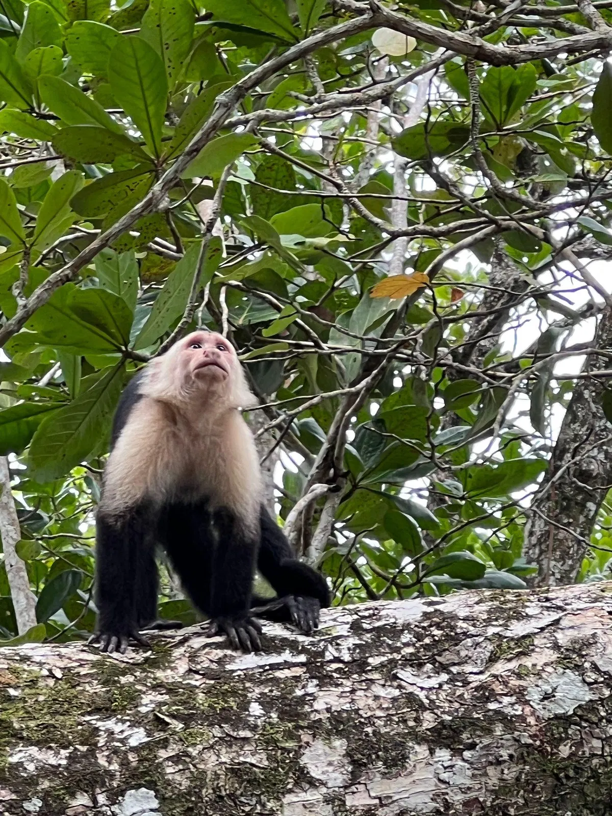 Dschungelabenteuer bei Puerto Limón – Impression 15